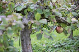 Les vergers du Potager © CD 78 / N. Duprey