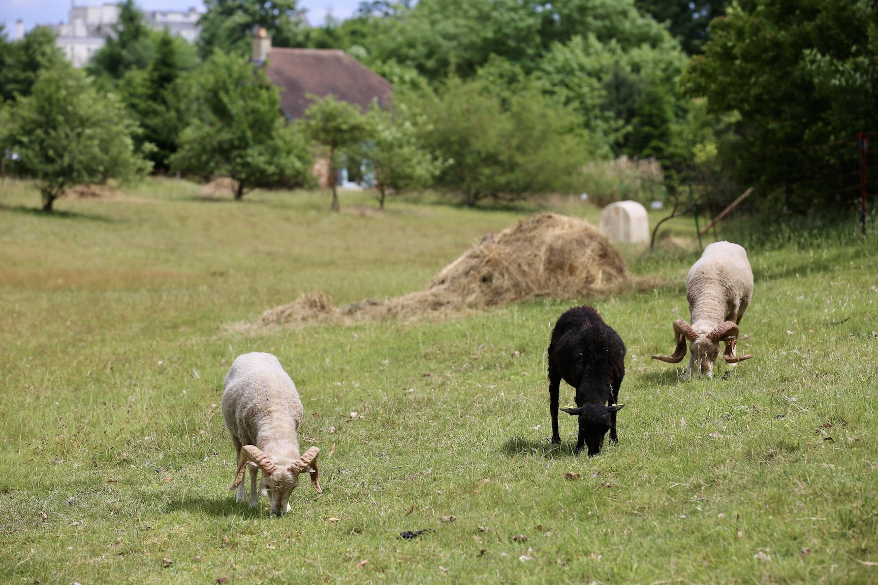 Domaine de Madame Elisabeth © CD78/N.Duprey