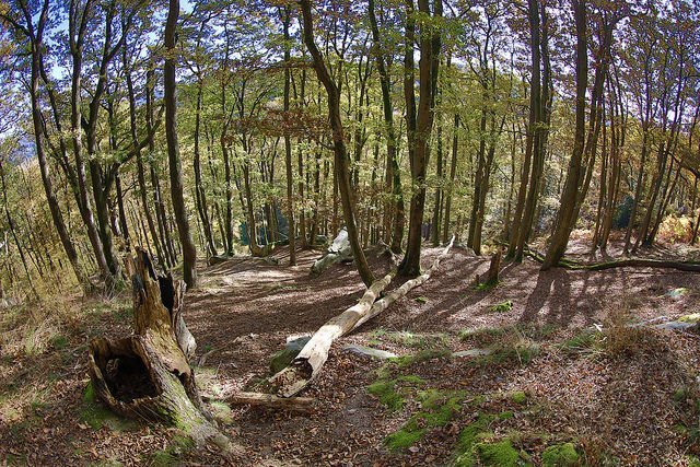 Un Bac Pro « Forêt » dans les Yvelines, unique en Ile-de ...