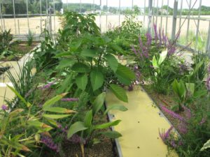 Nezel - Station épuration