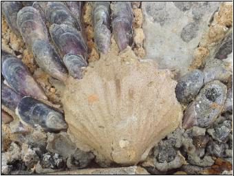 Pièce de décor trouvée dans les fouilles en forêt de Marly, été 2017. Crédit : Omage