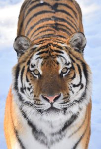 Thoiry sous la neige