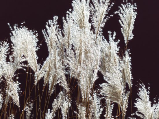 miscanthus