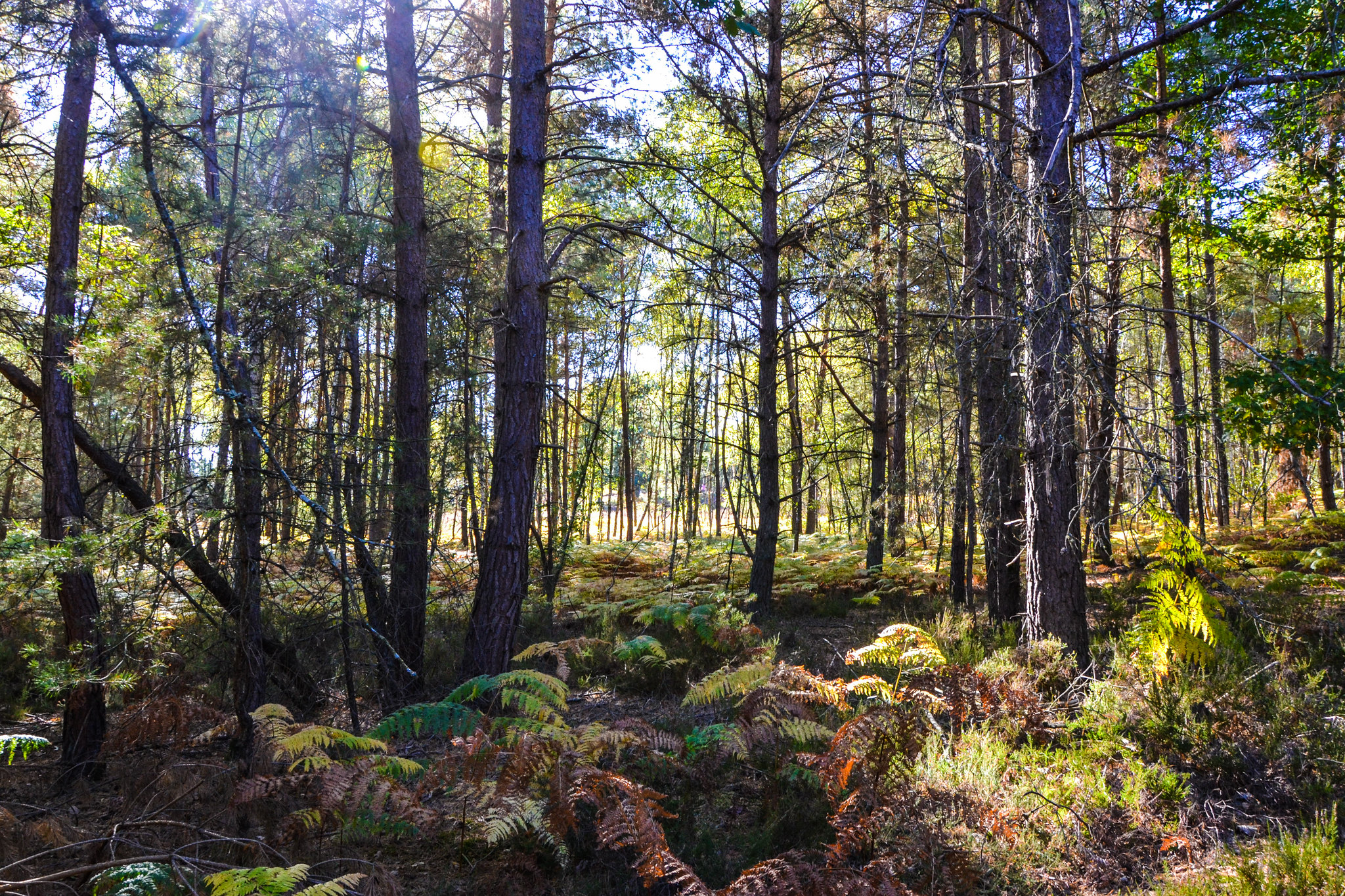 Participez à la reforestation de SainteApolline Yvelines Infos