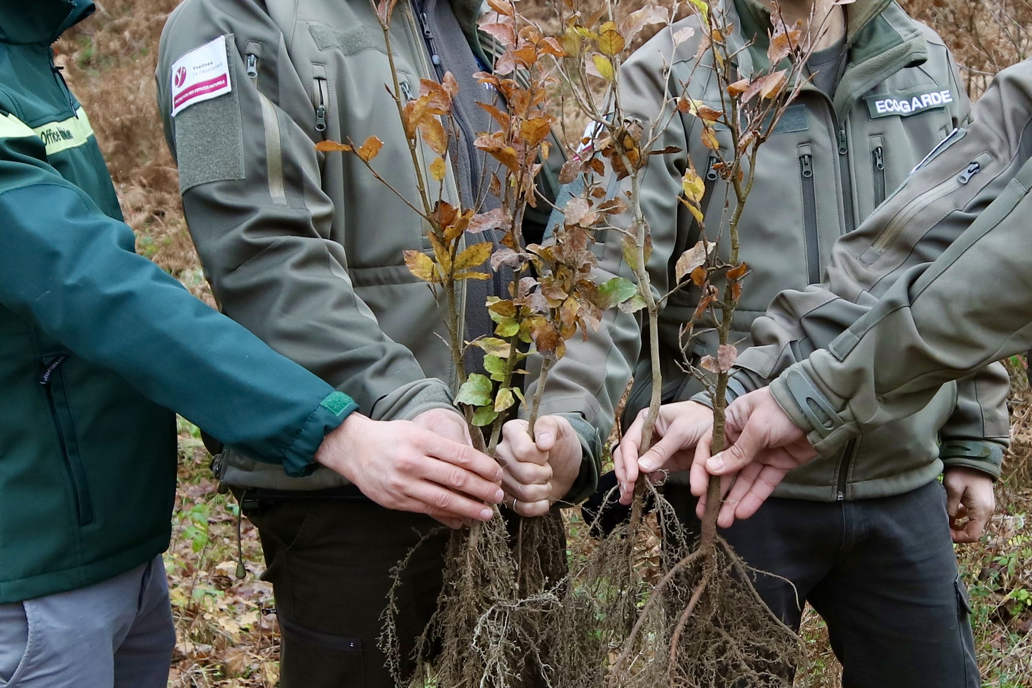 3000 arbres replantés en forêt de Sainte Apolline Yvelines Infos