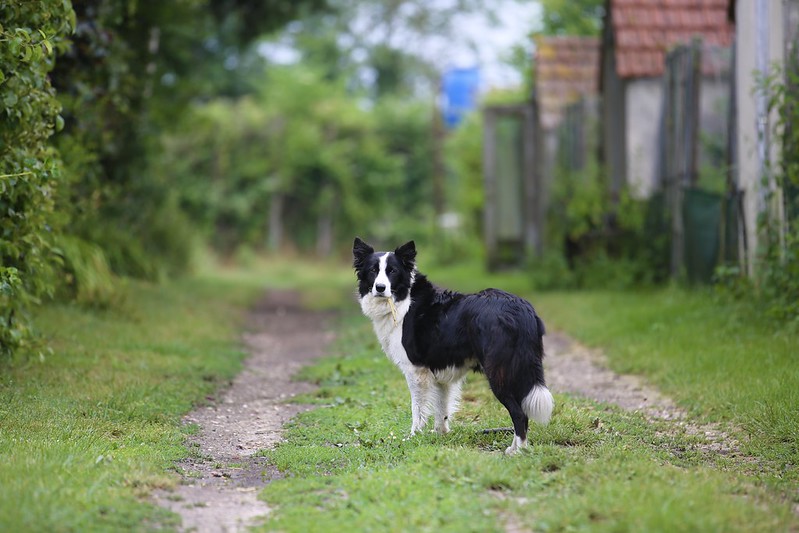 Bien préparer les vacances de son animal de compagnie © CD78/N.DUPREY