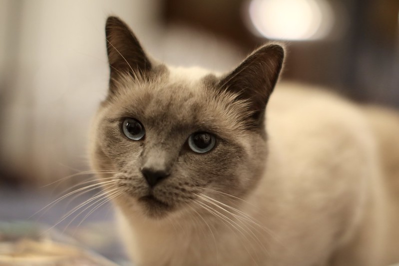 Bien préparer les vacances de son animal de compagnie © CD78/N.DUPREY