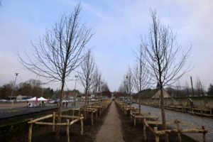 RD 191 : le Département régénère l’allée des tilleuls aux Mesnuls