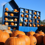 Fête de la Citrouille à Gally