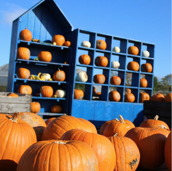 Fête de la Citrouille à Gally