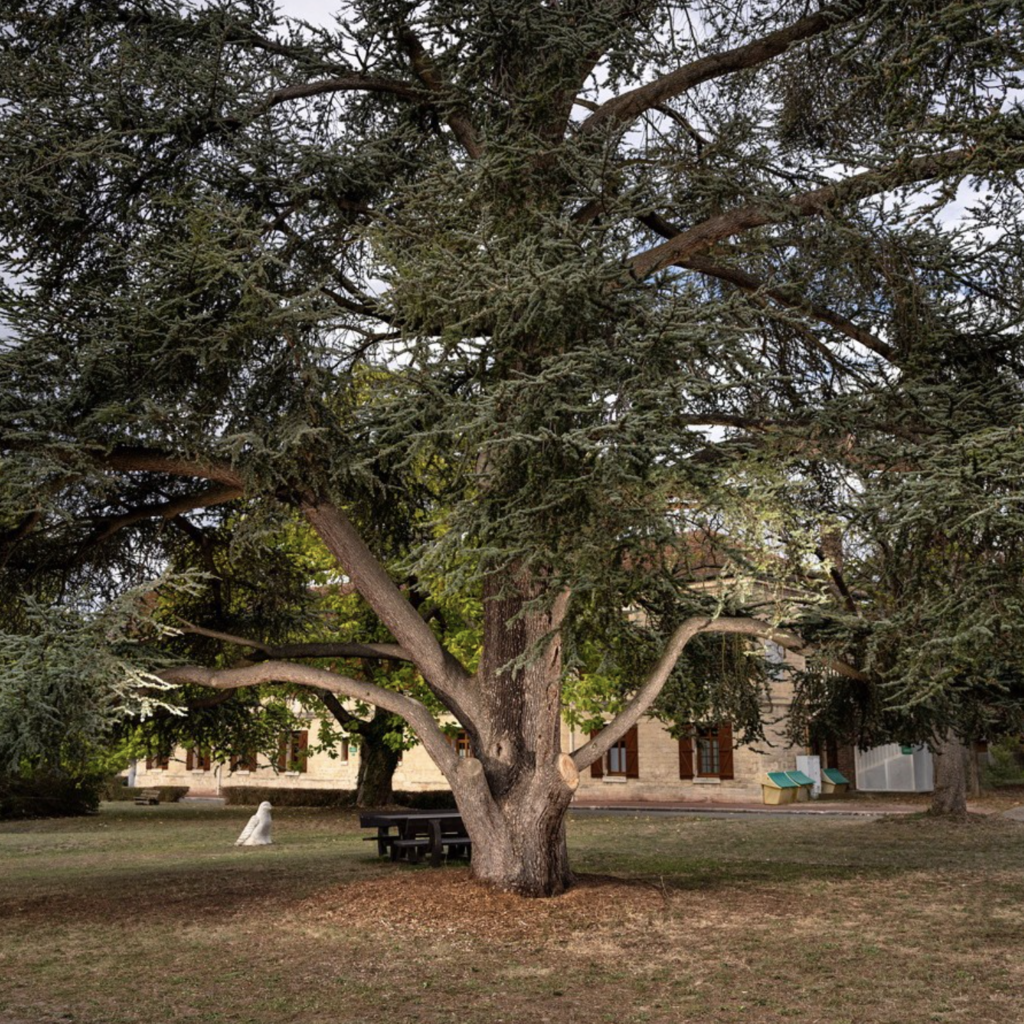 Le cèdre de Montesson en lice pour "l'arbre de l'année 2020"