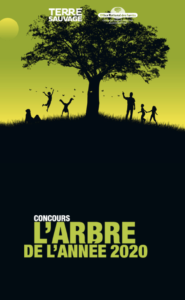 Le cèdre de Montesson en lice pour "l'arbre de l'année 2020"