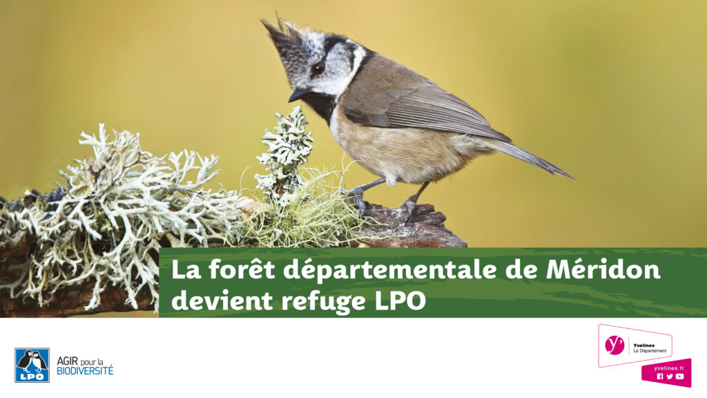 La forêt de Méridon fête les oiseaux ! 
