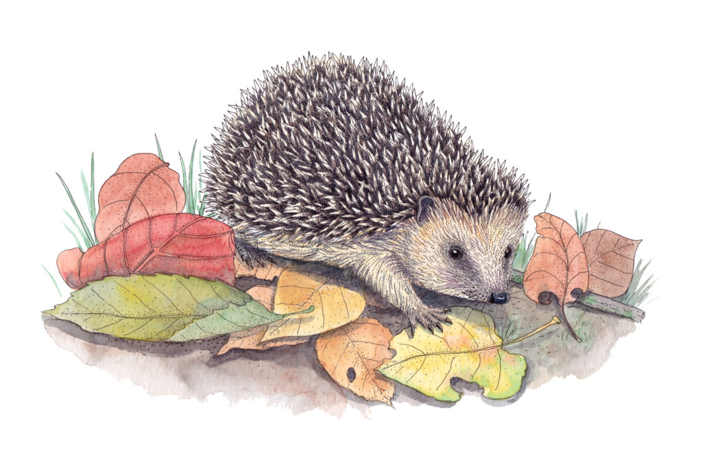 Le ru de Gally s'offre une promenade intelligente / Château de Versailles