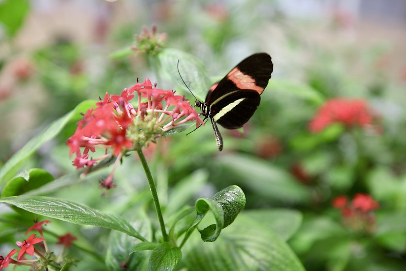 Le parc du Peuple de l'herbe accueille la Fête de la nature 2021 © CD78/N.DUPREY