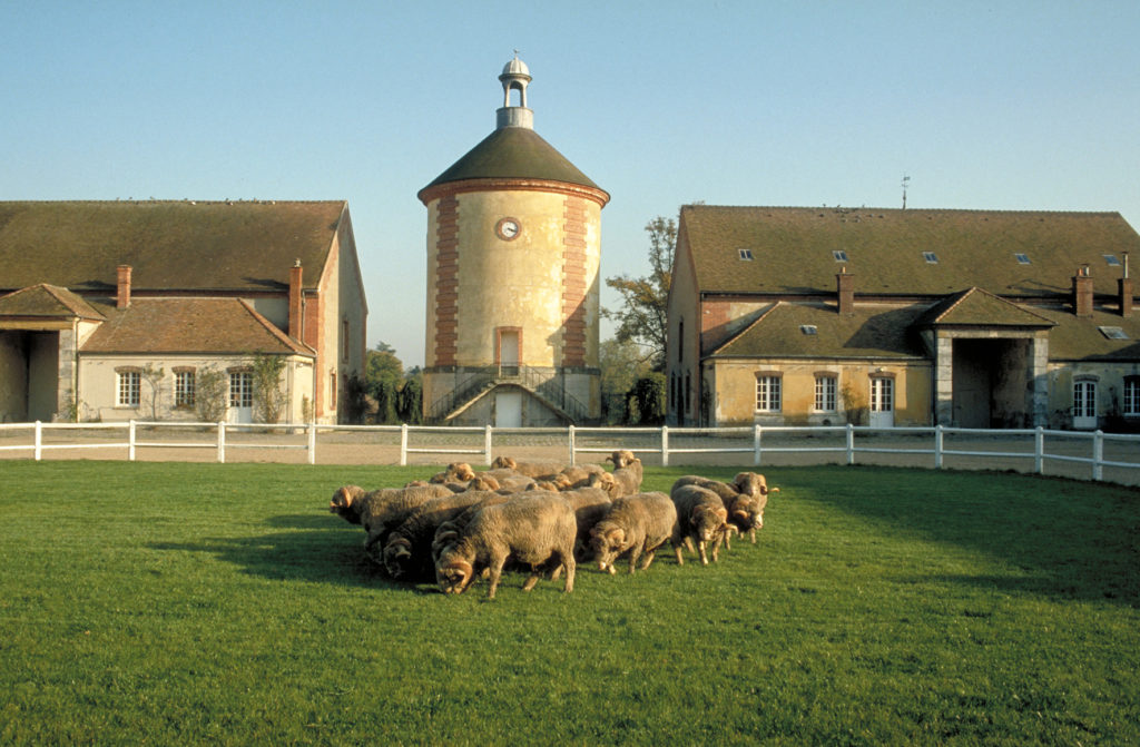 © Bergerie Nationale de Rambouillet 