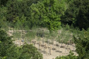 La renaissance du bosquet de la Reine © T.Garnier Château de Versailles