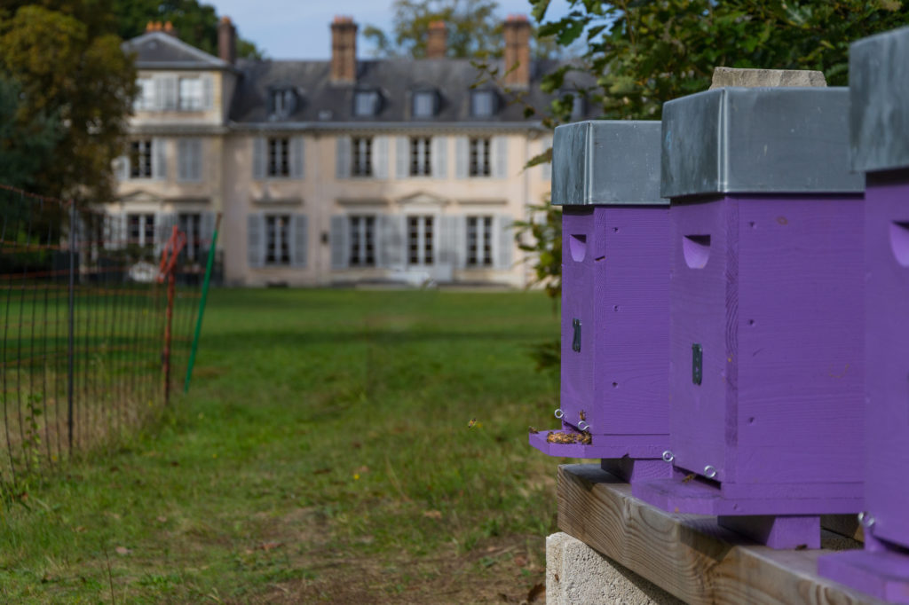 Ruches et abeilles à Versailles