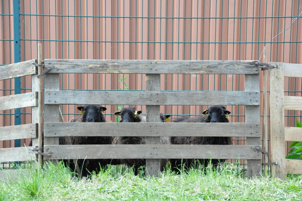 Des moutons s'invitent au collège du Bois d'Aulne © CD78.C.BRINGUIER