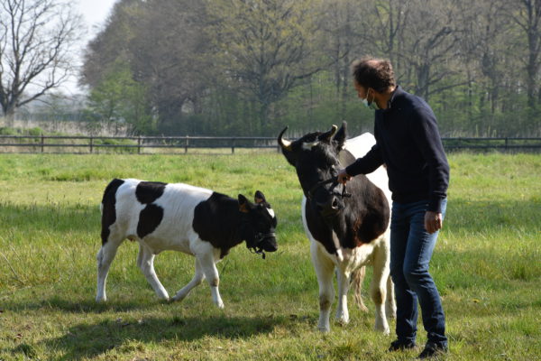 "Ce sont des vaches rustiques qui se nourrissent de peu mais permettent de recréer des biotopes dans les zones humides » explique Fabien Le Coïdic à propos des vaches de race bretonne pie noir en voie de disparition. Photo / SG/CD78
