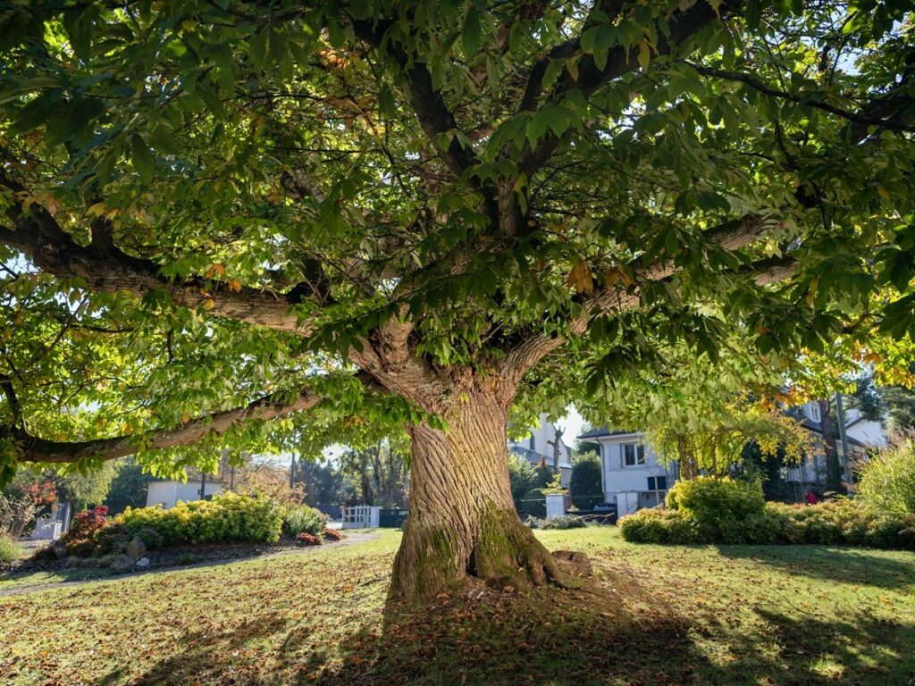 L'arbre de l'année 2021 sera-t-il dans les Yvelines ? © Terre Sauvage