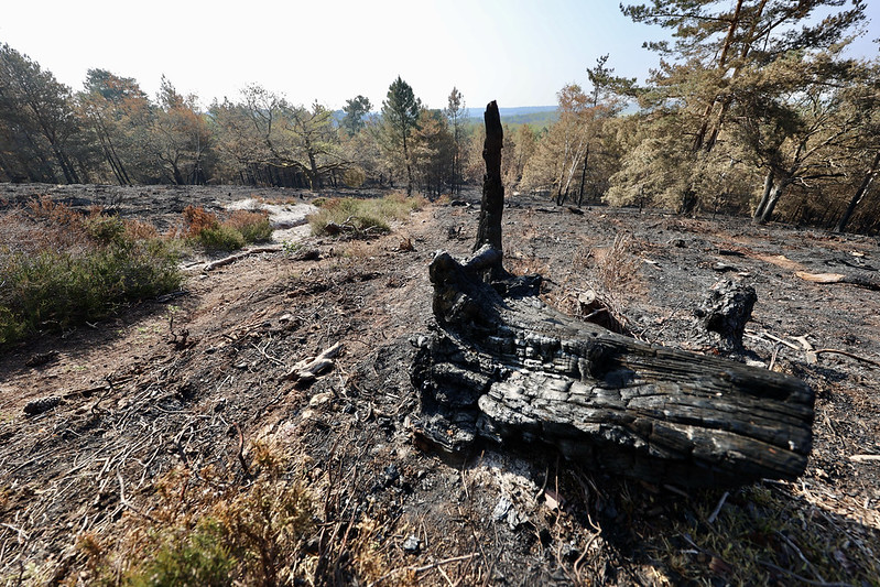 Canicule : risque de feu de forêt élevé dans les Yvelines © CD78/N.DUPREY