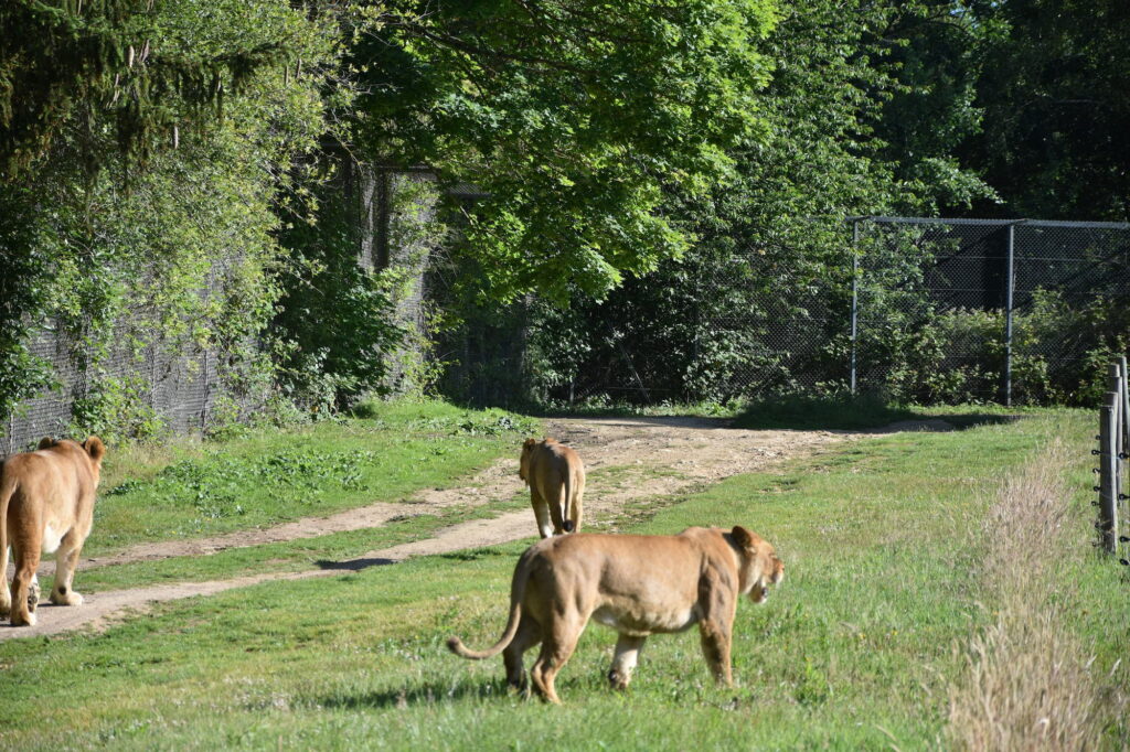 Découverte de Thoiry avec Simon, soigneur animalier © CD78/S.GAYET