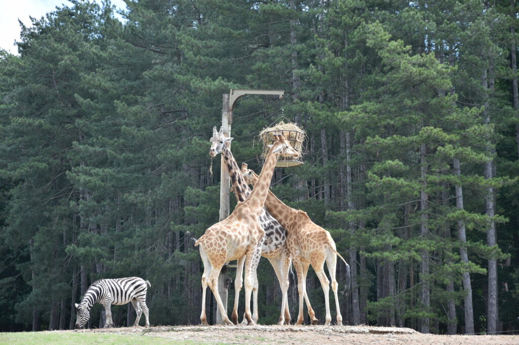 Découverte de Thoiry avec Simon, soigneur animalier © CD78/S.GAYET