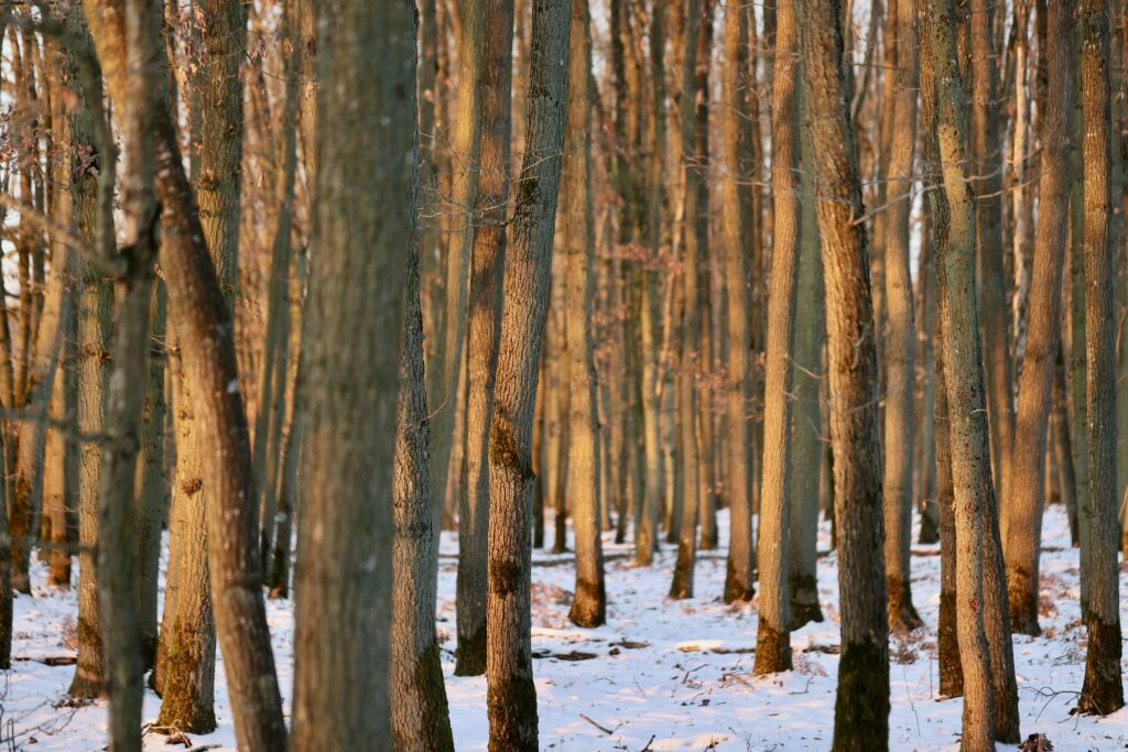 © Nicolas DUPREY / CD 78