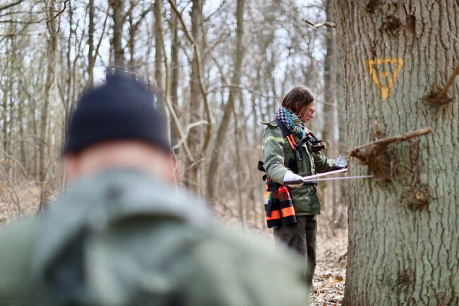 Un agent de l'ONF mesure le diamètre du tronc d'un arbre remarquable © Nicolas DUPREY / CD 78
