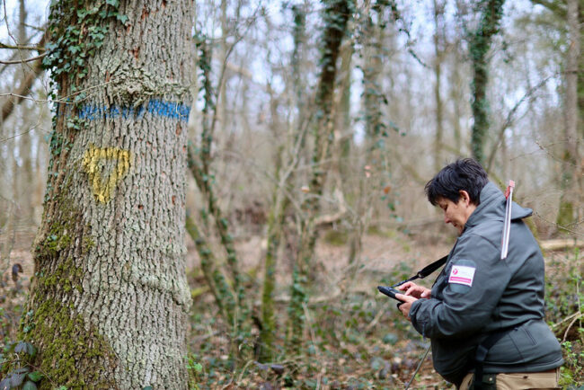Un agent départemental enregistre les spécificités d'un arbre bio © Nicolas DUPREY / CD 78