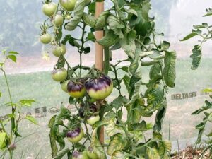 Les tomates "indigo blue beauty" deviennent bleues et jaunes à maturité © J. Bencivengo / CD78