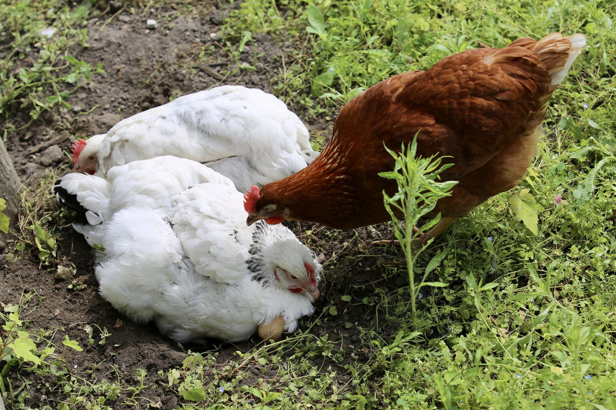 Il est déconseillé de manger les oeufs des poulaillers domestiques