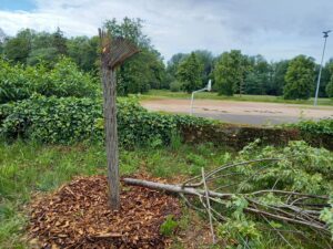 Le tronc d'un tilleul s'est arraché à la suite de violents orages.
