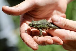Balade pédagogique dans le forêt de Sainte-Apolline à Plaisir. © Nicolas DUPREY/ CD 78