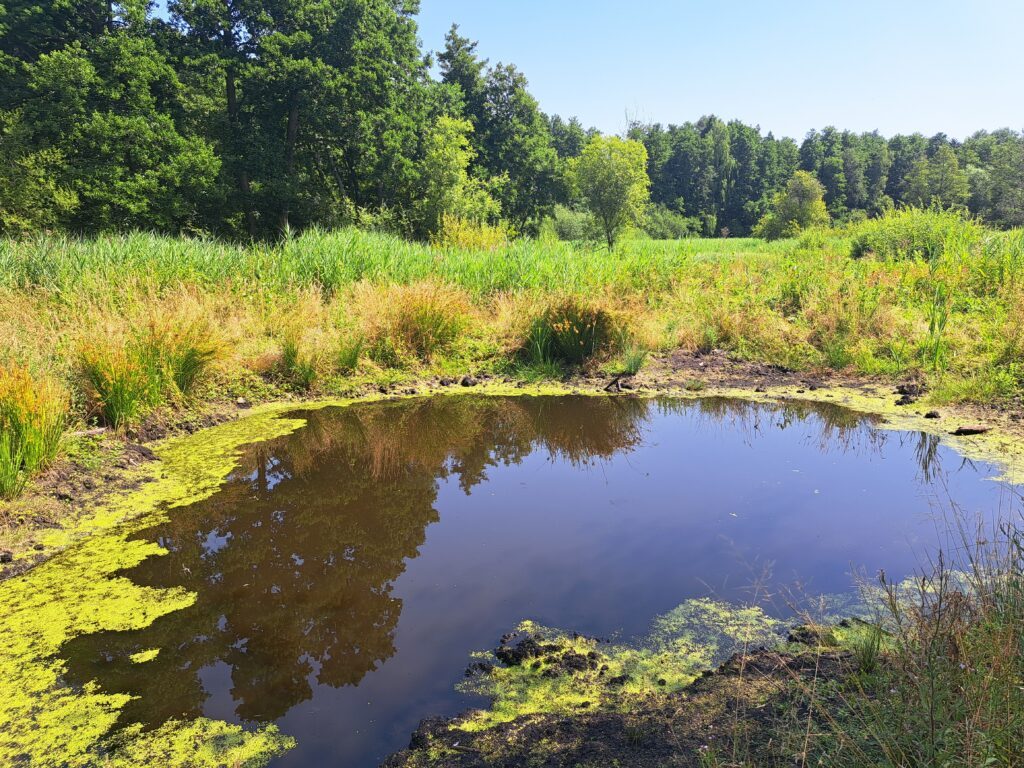 Six mares ont été aménagées sur le site de la Poussarderie. ©CD78