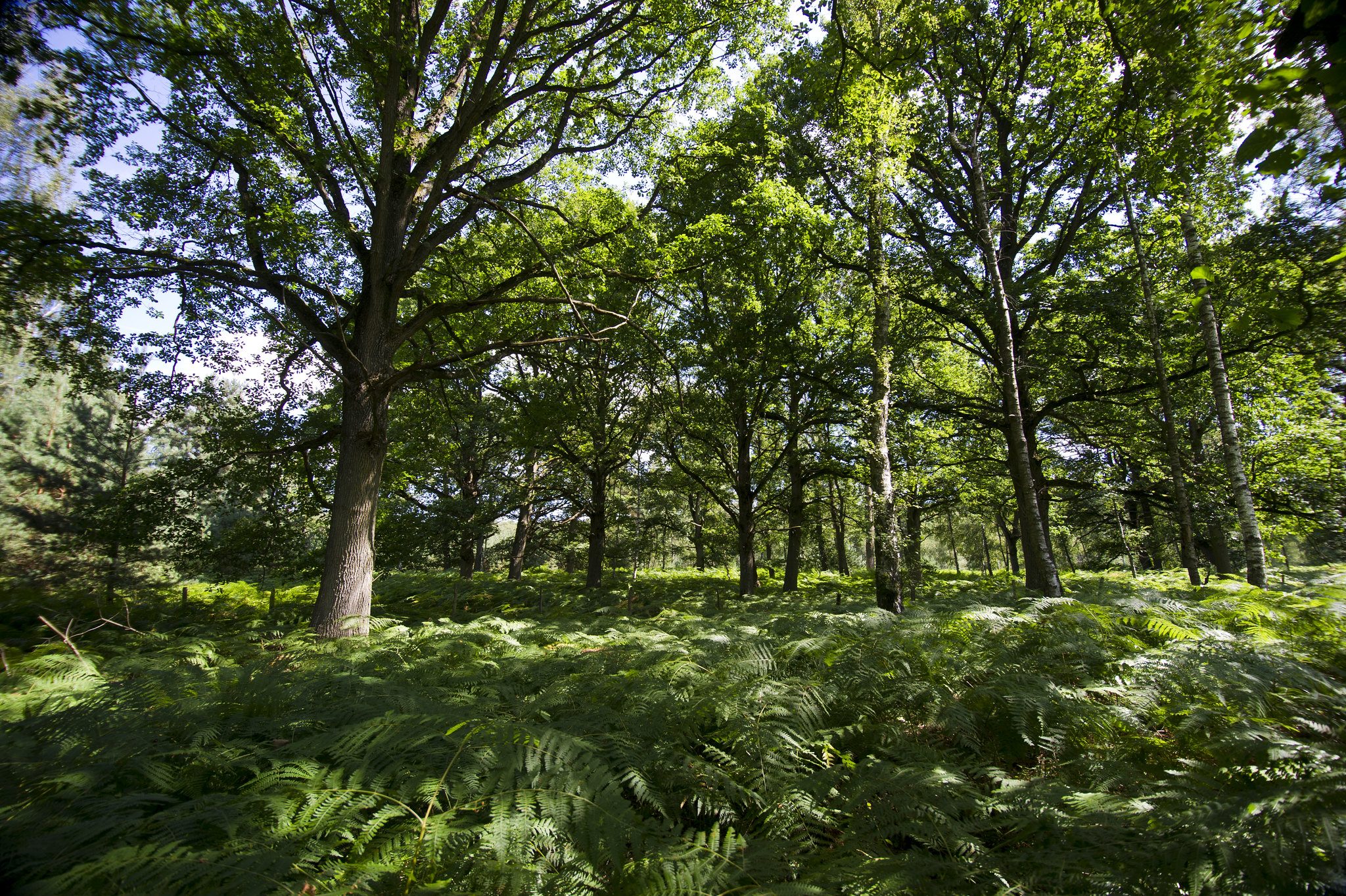 Avec 2 800 hectares d’Espaces Naturels Sensibles (ENS), le Département possède un patrimoine naturel riche qu’il préserve et met à profit de projets vertueux. ©CD78