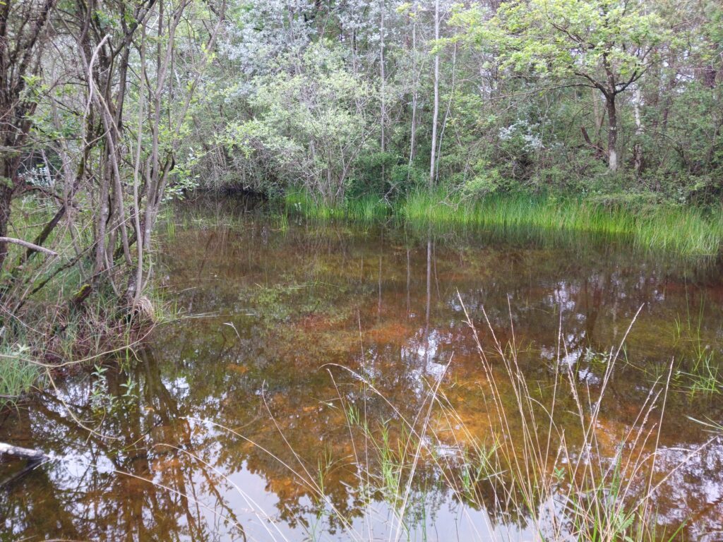 Sans ces interventions, le comblement des mares aurait conduit à la perte d’une partie de la biodiversité des lieux. ©CD78
