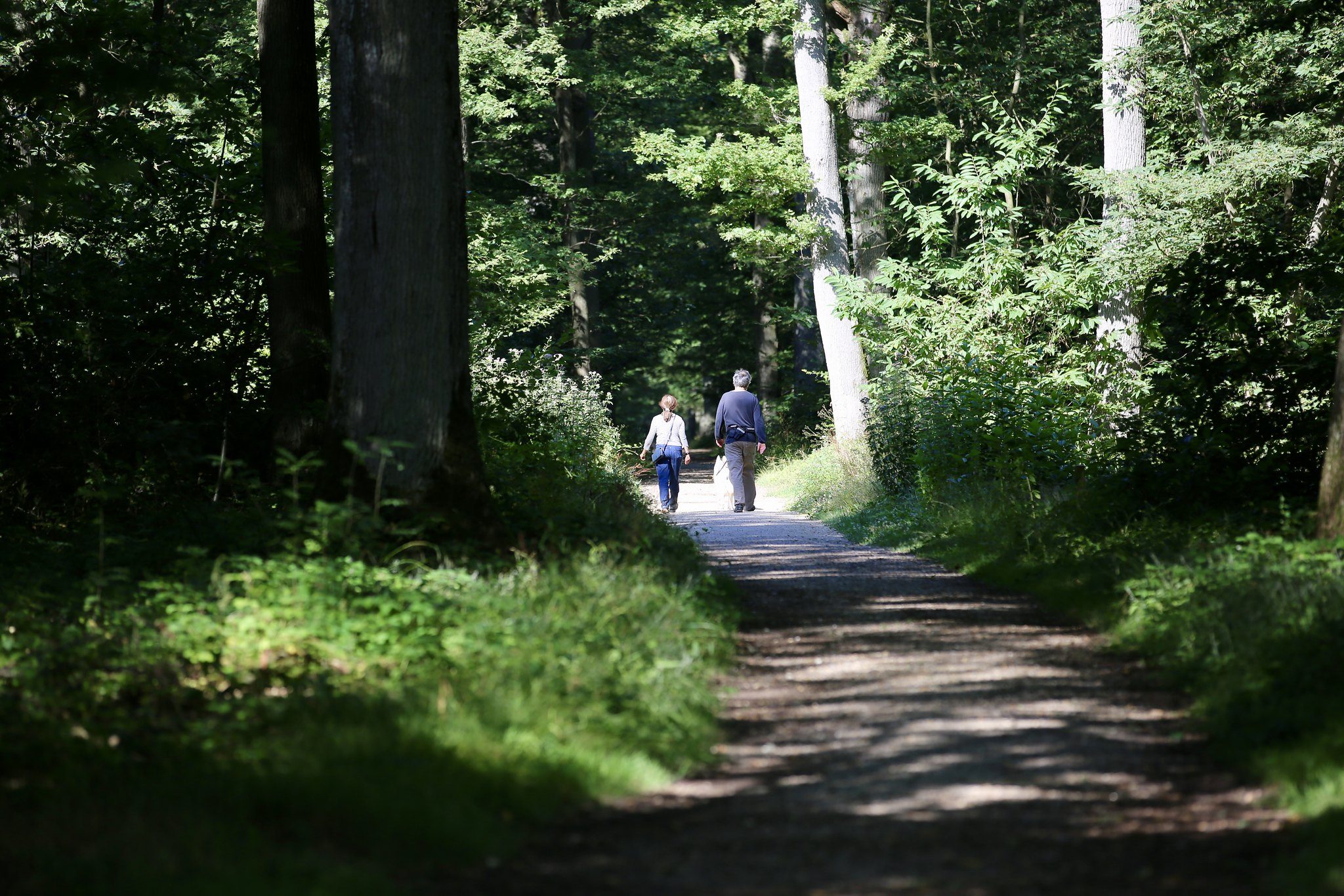 Les forêts yvelinoises sont un lieu d'évasion. © CD78/N.DUPREY