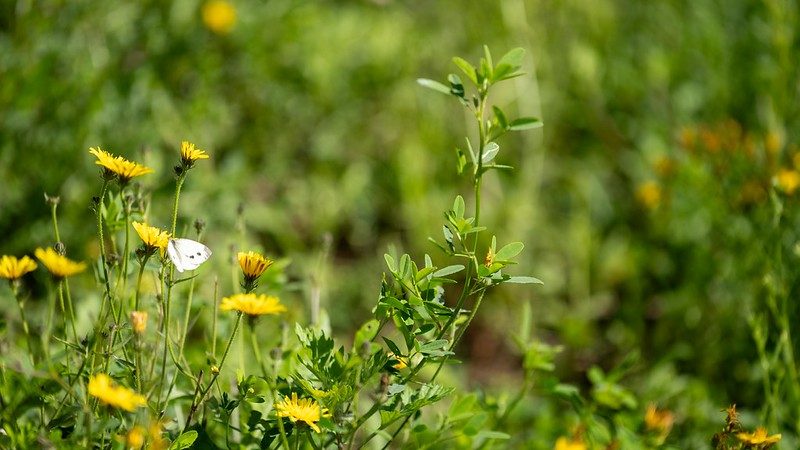 La faune et la flore se développent grâce à des aménagements pensés en faveur de la biodiversité. ©CD78