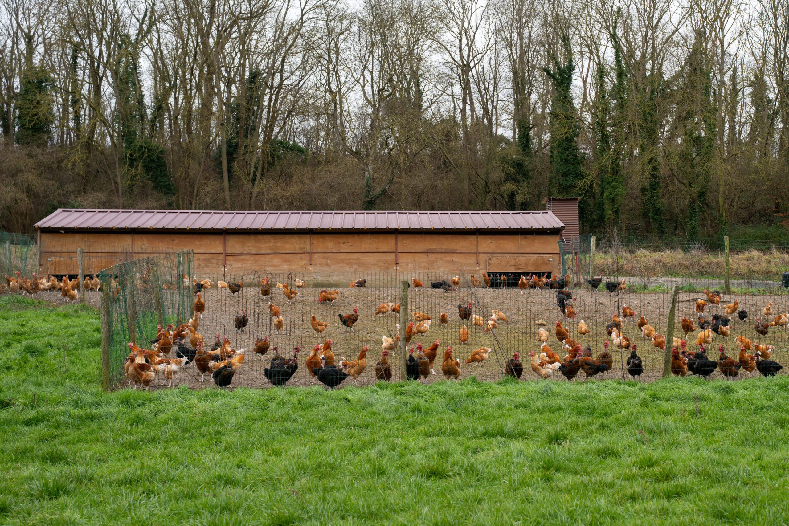 La Ferme du Moulin du Haubert est particulièrement reconnue pour la qualité de son élevage et a déjà reçu de nombreux prix gastronomiques. ©CD78